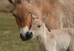 takhi mare and foal