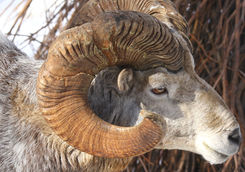 mountain sheep