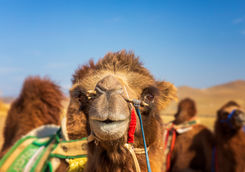 camel