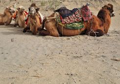 camels with saddles