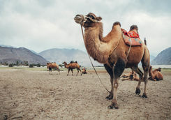 sitting camels