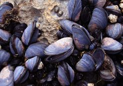 mussels on the rock