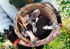foraging for mushrooms