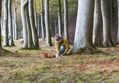 foraging in the forest