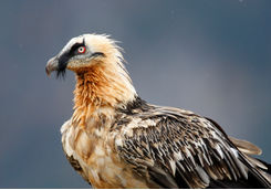 bearded vulture