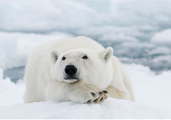 svalbard polar bear