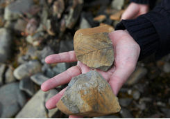 fossils in svalbard
