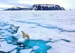 polar bear