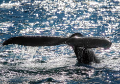 humpback whale
