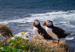 puffins on puffin island