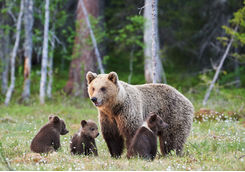 grizzly bear cubs