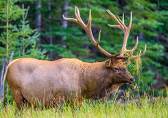elk jasper national park