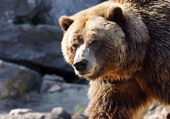 grizzly bear canada