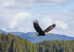 bald eagle canada