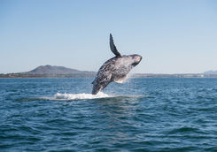 whale breaching