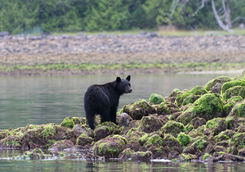black bear on rocks