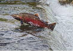 salmon