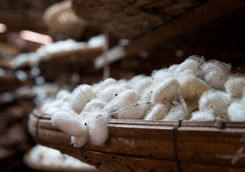 silk worms in a factory
