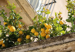 lemon tree syracuse