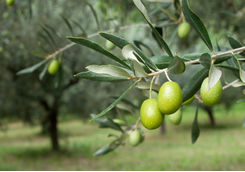 olive tree detail