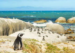 penguins beach