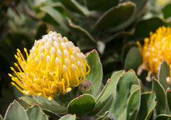 protea flower