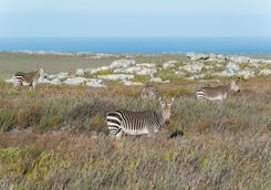 zebras coastal landscape