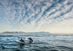 dolphins