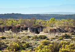 herd of eland
