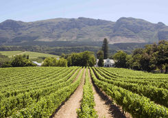 franschhoek winery