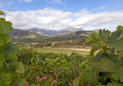 view through vines