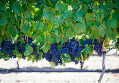 grape branches
