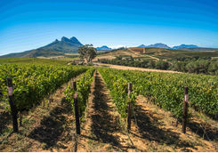 cape winelands Franschhoek.
