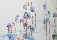Donana national park flamingos