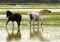 Donana national park horses