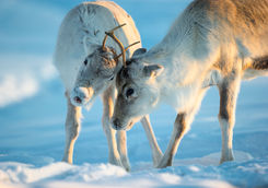 Caribou in Sweden