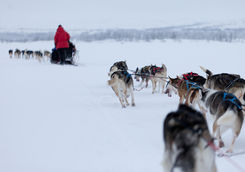 Dog mushing, Sweden
