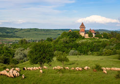 Viscri church
