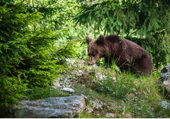 Bear, Romania