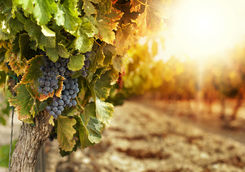 Vineyard in Golan Heights area