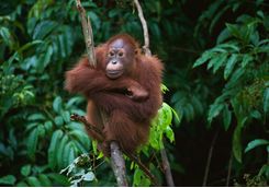 orangutan