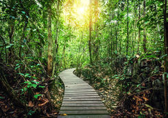 passage through rainforest