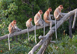 probscis monkeys row