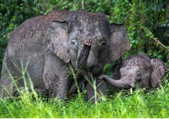 pygmy elephants