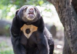 sun bear