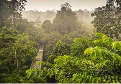 jungle tree top path