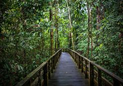 jungle walkway