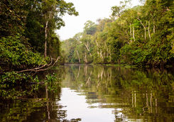 kinabatangan river borneo