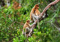 proboscis monkeys