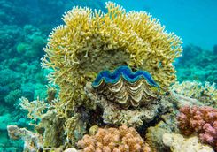 giant clam